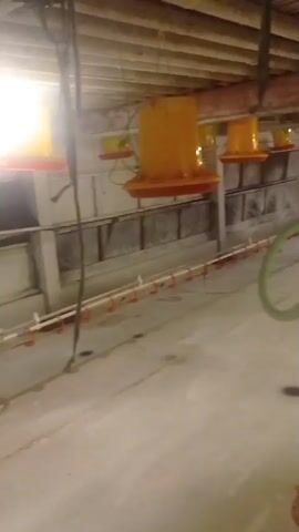 The video shows the interior of a large, empty poultry barn. The barn has a concrete floor and a wooden ceiling supported by beams. Along the walls, there are rows of yellow and red feeders hanging from the ceiling, as well as a long line of red nipples for water. A green hose is visible hanging from the ceiling on the right side of the frame. The lighting appears to be artificial, with one bright light source in the upper right corner of the frame. The scene is clean and appears to be recently cleaned, as there is no visible debris or litter on the floor.