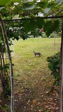 A gray tabby cat stands in a grassy yard littered with fallen leaves. The cat is facing left, looking alert. In the background, a white fence with a soccer goal is visible. The scene is framed by green foliage in the foreground. The cat then turns and walks to the right.
