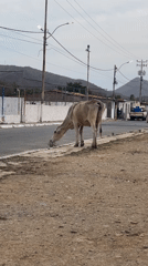Cows roam streets and sidewalks in Altagracia, Venezuela