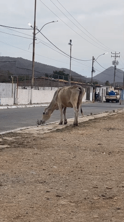 Cows roam streets and sidewalks in Altagracia, Venezuela