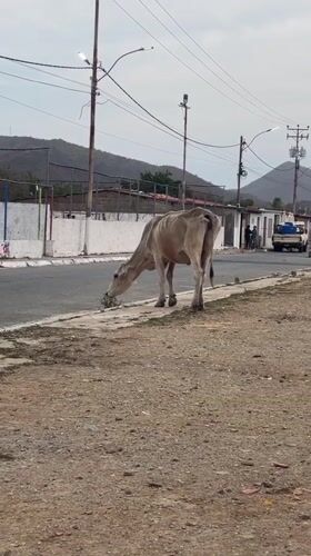 Cows roam streets and sidewalks in Altagracia, Venezuela