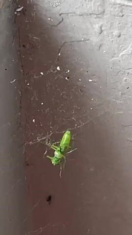 A small, bright green insect is caught in a spiderweb against a dark brown surface. The web is dusty and also contains white particulate matter. The insect is visible at the center of the web.