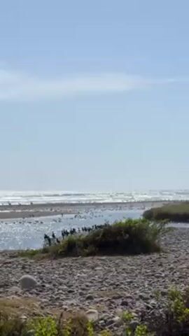 The video shows a view of a beach, with many birds clustered in the water where a river meets the ocean. The foreground is a rocky area with some green bushes. The ocean waves can be seen in the distance under a clear, blue sky with some scattered clouds.