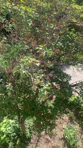 A medium shot from a slightly elevated perspective shows a tree with green leaves and some dried seed pods or dead flowers. The tree has a thick trunk and many branches. The background consists of greenery and a paved surface. The lighting suggests it is daytime. There are no people visible in the video.