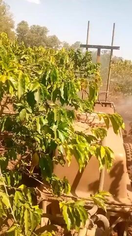 The video shows a piece of farm equipment driving through rows of coffee plants. The equipment appears to be spraying the plants with a mist. The sky is blue, and there are some trees in the background. The soil is reddish brown.