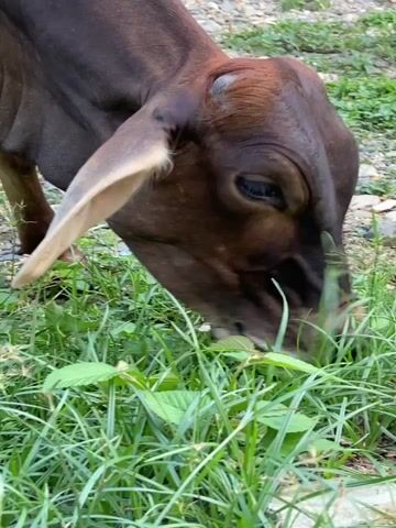 A brown cow grazes on a patch of green grass. The ground is also covered in small rocks.