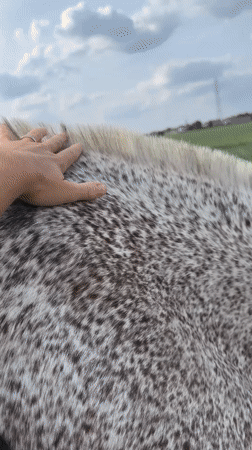 Afternoon with a dappled gray horse near Mouscron, Belgium