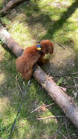 A small, reddish-brown dog on a leash is walking on a path covered with grass, moss, and fallen branches. The dog is wearing a blue harness. A large, fallen tree trunk lies across the path in the foreground. Sunlight filters through the trees, casting shadows on the ground.
