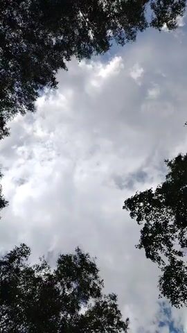The video shows a view looking up through the canopy of trees at a cloudy sky. The camera is tilted upwards, and the dark silhouettes of tree branches and leaves frame the sky. The sky itself is filled with a mix of light and dark clouds, with some patches of blue sky visible. The lighting suggests it is daytime, likely overcast. The camera appears to be static.