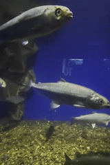 Cichlid and tankmates in a rock-decorated freshwater aquarium