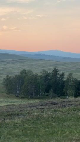 A panoramic shot pans across a serene landscape at dawn or dusk. The sky displays soft pastel hues of pink and orange, fading into a pale blue. In the foreground, rolling green hills are covered in tall, wispy grass, with some patches of darker, tilled earth visible. A cluster of birch trees stands prominently in the middle ground, interspersed with darker, coniferous trees. To the left of the birches, a solitary deciduous tree stands against the backdrop of the hills. The distant horizon is marked by layered mountain ranges, silhouetted against the sky. The overall atmosphere is peaceful and natural, with no human presence or man-made objects evident.