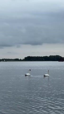 The video shows a body of water under a cloudy sky. Two white swans are swimming in the foreground. In the background, there are several sailboats with red sails. The shoreline in the distance is lined with trees. The water is calm, with ripples indicating a slight breeze. The overall mood is serene and peaceful.