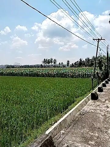 The video shows a vibrant green rice field under a bright blue sky dotted with puffy white clouds. In the distance, a row of tall palm trees lines the horizon. Power lines stretch across the top of the frame, while a concrete path runs along the edge of the field in the foreground. The camera pans slightly, revealing more of the expansive rice field and the serene, rural landscape.