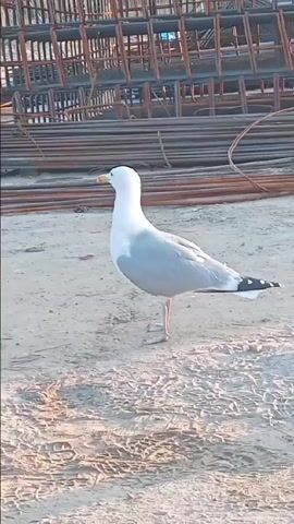 The video features a single seagull standing on sandy ground at what appears to be a construction site. In the background, there are stacks of rusted rebar and pre-fabricated metal grids. The lighting is warm, suggesting either early morning or late afternoon sun.

The seagull has a bright white head and underparts, with a light grey back and wings. Its beak is yellow with a distinct red spot on the lower mandible. Its legs are pinkish-orange. The tail feathers are predominantly white, but the tips of some outer tail feathers have black markings.

Throughout the video, the seagull mostly stands still, occasionally turning its head to look around its surroundings. At approximately the 0:18 mark, it briefly spreads its wings fully, displaying the white undersides and the black primary feathers with white tips, before quickly folding them back to its sides. It then resumes its watchful stance, looking left and right. The bird does not make any sound that is clearly audible above the background noise, which includes some faint mechanical sounds. There is no visible text in the video.