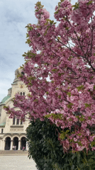 Spring blooms and dog walking captured in Sofia