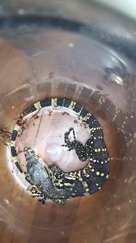 A close-up overhead shot shows a small monitor lizard curled up inside a transparent cylindrical container. The lizard has a black body with yellow spots and a banded tail. It appears to be resting or possibly deceased, with its head partially obscured by its body. The bottom of the container contains some debris, including what looks like insect parts. The container itself has a textured surface, and a portion of what appears to be a wooden or cardboard surface is visible in the background, slightly out of focus.