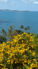 Bright yellow flowers bloom under sunny skies in Ko Samui