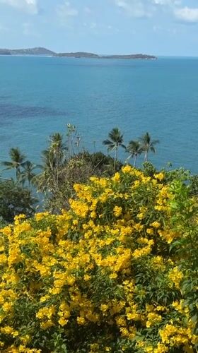 Bright yellow flowers bloom under sunny skies in Ko Samui