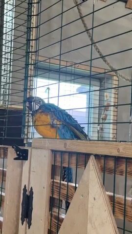 A blue and yellow macaw is perched on a wooden structure inside a large cage. The bird opens its beak and appears to be vocalizing. The cage is made of green metal bars and has wooden elements. Inside the cage, there is a rope hanging, a small wooden house structure with openings, and another rope ladder. Through the bars of the cage, a window is visible, showing the exterior of a building. The lighting suggests an indoor environment.