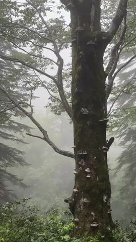 A vertical, handheld shot shows a large, moss-covered tree trunk with numerous shelf fungi growing on it. The tree is in a misty forest, with other trees and green foliage visible in the background, blurred by the fog. The lighting is dim and diffused, suggesting an overcast or foggy day. The camera is static.