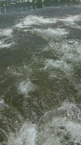 The video shows an ocean scene with several people swimming in the water. The camera is positioned close to the water's surface, showing waves and ripples. In the background, several individuals can be seen further out in the ocean, with waves breaking around them. The water appears murky and greenish-brown. The sky is bright and appears to be a clear day.
