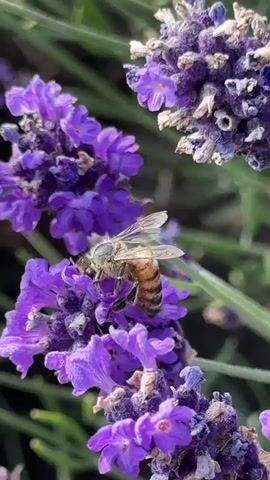 A close-up shot of a bee on a lavender plant. The bee is light brown and striped with transparent wings. It is actively collecting nectar from the purple lavender flowers. The background is blurred, focusing the attention on the bee and the flowers. The lighting is natural and bright, suggesting an outdoor setting during the day.