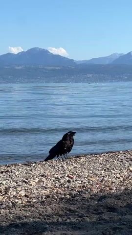 A black bird, possibly a crow or raven, stands on a pebbly shore next to a body of water. The water is blue and calm with small waves lapping the shore. In the background, there are mountains with snow-capped peaks and a clear blue sky. The bird is facing to the right and appears to be looking out at the water. There are a few small white objects in the water that could be birds or debris. The foreground is out of focus and appears to be darker ground, possibly dirt or sand. The overall scene is peaceful and natural.