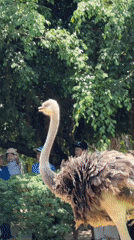 Wildlife demonstrations draw crowds in Vietnamese coastal park