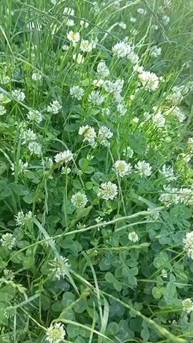 A close-up shot captures a field of white clover flowers and green grass swaying gently in the breeze. The camera pans slightly, showing the intricate details of the delicate white blooms and the lush foliage. The lighting suggests a sunny day, casting a soft glow on the natural scene.