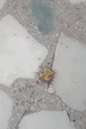 Ants converge on a small yellow object on Udaipur tile