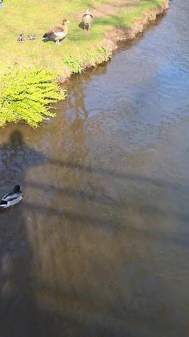 The camera looks at a stream.  A mallard floats by in the water. On the grassy bank of the stream are two Egyptian geese with a gaggle of goslings. The geese appear to be guarding the goslings.