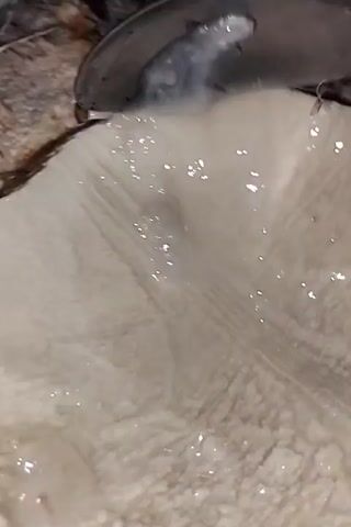 Here is a description of the video.
The video shows a cut-open coconut with a spoon scraping the flesh. The inside of the coconut has a thin, white layer with a watery texture. The spoon is silver and appears slightly tarnished. The outer shell of the coconut is brown and fibrous. The background is blurry.
