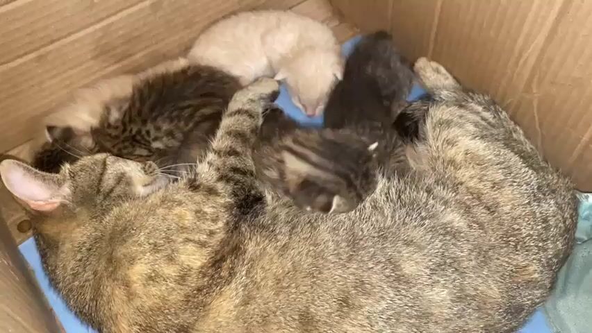 A mother cat is curled up in a cardboard box with her five kittens. She is a tabby cat with grey and brown fur. The kittens are of various colors, including tabby, black, and cream. They are all sleeping on top of their mother, nestled together for warmth and comfort. The box is lined with a blue cloth. The lighting is dim, creating a cozy atmosphere.