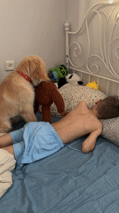 Child and golden retriever play together on bed in Netanya