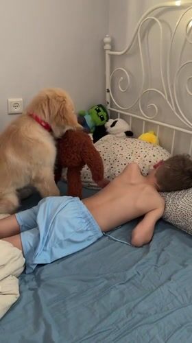Child and golden retriever play together on bed in Netanya
