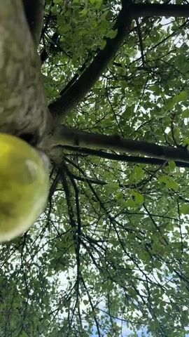 The camera looks up through the branches and leaves of a tree, revealing the sky beyond. A blurry, yellow-green object is partially visible in the lower left corner. The leaves are green with a slightly white, possibly frosted appearance. The branches are dark and interlaced, forming a dense canopy. The sky is pale, suggesting overcast conditions. There are no people visible in the frame.