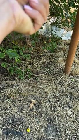 The video shows a close-up of a person's hand holding a quantity of small, light-colored seeds. The hand is cupped, and the seeds are being poured out from it onto the ground. The ground beneath appears to be covered in dry grass or straw, with some green plants and a brown pole visible in the background. The lighting suggests it is daytime, possibly late morning or afternoon, with natural sunlight. The overall scene appears to be outdoors, likely in a garden or yard. The activity taking place is the scattering of seeds, possibly for planting or feeding. There is no visible text in the media.