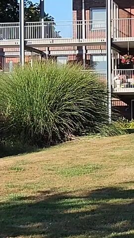 The video captures an exterior shot of a modern building with multiple levels and balconies, surrounded by greenery. In the foreground, a patch of dry, brown grass slopes gently downwards, with shadows from unseen objects casting patterns across it. A paved pathway, made of interlocking grey stones, runs along the bottom edge of the frame. Behind the grass and path, a large, bushy green plant, possibly ornamental grass or a shrub, stands prominently. Further back, the multi-story building is visible. It features balconies with white railings on each level, and the facade appears to be made of brick. The sky above is a clear, bright blue. The overall impression is of a well-maintained outdoor area adjacent to a residential or commercial building on a sunny day.