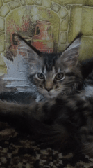 Maine Coon kitten and sleeping cat, Ridder