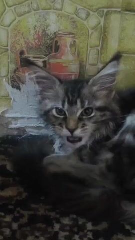 The video shows a close-up of a Maine Coon kitten. The kitten has tabby markings and large pointed ears. It is looking directly at the camera with its mouth open, as if meowing or hissing. The background appears to be a patterned wallpaper with an image of pottery. The kitten is positioned in the center of the frame, with its fur taking up a significant portion of the image. The lighting is somewhat dim.