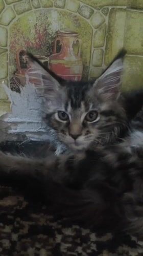 Maine Coon kitten and sleeping cat, Ridder
