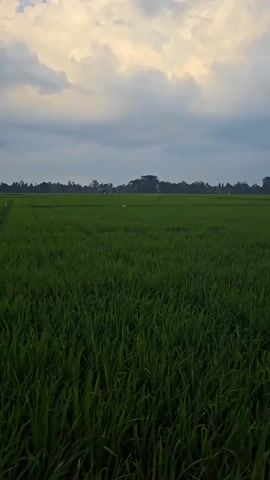A wide shot captures a vast, lush green rice paddy field under a hazy sky. In the distance, several figures are scattered across the field, some appearing to be working or walking. One individual in the mid-ground is clearly visible, standing amidst the rice stalks, facing the camera. The overall scene suggests an agricultural setting, likely in a rural area.