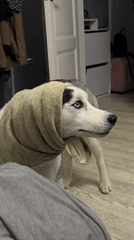 Blue-eyed Husky plays with green fabric indoors