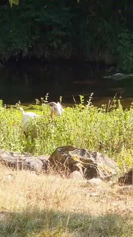 The video shows a natural outdoor scene with a body of water, likely a river or stream, in the background. The water is dark and reflects the surrounding greenery. Dense vegetation, appearing as tall grass and bushes, lines the bank of the water. In the foreground, there are several large rocks and dry, yellowish grass. Two white birds, possibly swans or geese, are partially visible in the water, amidst the vegetation. One bird is mostly submerged, while the other is more visible and appears to be dipping its head into the water or feeding. The lighting suggests it is daytime, with sunlight illuminating the scene.