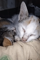 Calico and tabby kittens napping together in Air Hitam