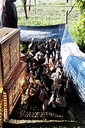 Duck flock rounded up and crated in rural Indonesia