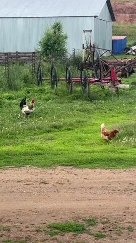 A rooster and a hen are in a grassy field. The rooster is in the center of the frame, and the hen is to the left. In the background, there is a barn and some farm equipment. The rooster is white and black with a red comb. The hen is brown and white. The grass is green and there are some dandelions. The sky is overcast.