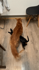 Pet owner takes selfies with orange cat in Saint Petersburg