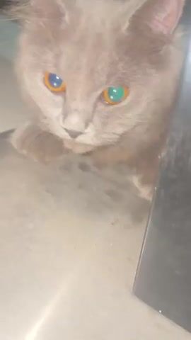 A fluffy gray cat with bright orange eyes is captured in a series of close-up shots. The cat is in a dimly lit environment, appearing to be indoors. The camera focuses on the cat's face, its ears, and its paws resting on a metallic surface. The video alternates between the cat looking directly at the camera and looking away, giving a glimpse of its profile.