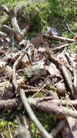 The video pans across a forest floor covered in moss, fallen leaves, and twigs. In the background, a path leads into a sunlit forest with tall trees. There are no people or animals visible in the video. The camera movement is slow and steady, creating a peaceful and natural atmosphere.